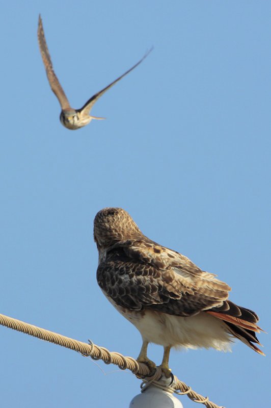 Red-tailed Hawk harassed by American Kestrel