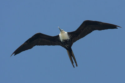 Magnificent Frigatebird