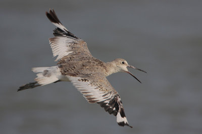 Willet