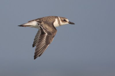 Wilson's Plover