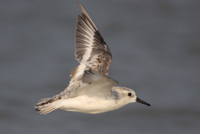 Sanderling