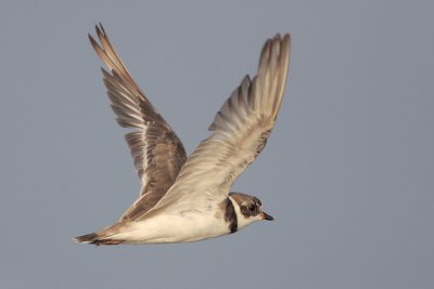 Semipalmated Plover