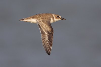 Wilson's Plover