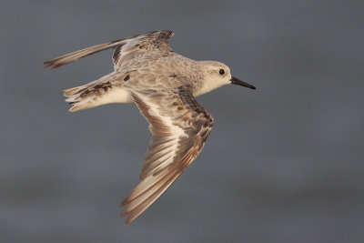 Sanderling