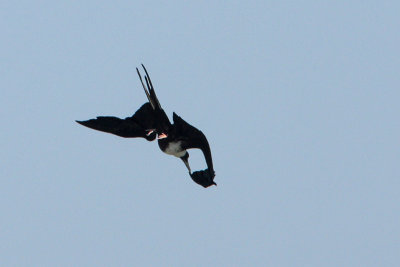 Magnificent Frigatebird