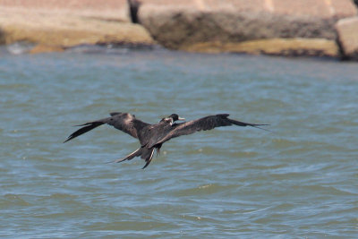 Magnificent Frigatebird