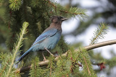 Steller's Jay