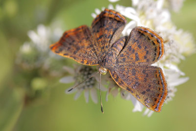 Red-bordered Metalmark F