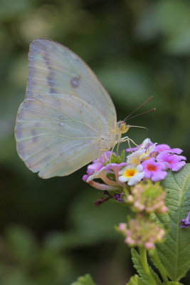 Large Orange Sulphur F