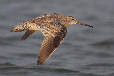 Short-billed Dowitcher