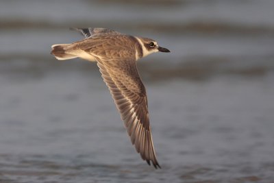 Wilson's Plover