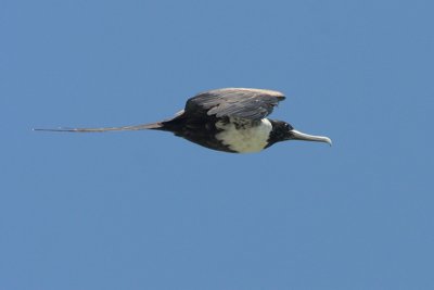 Magnificent Frigatebird