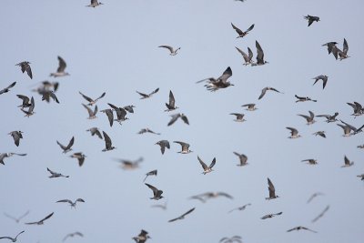 Black Tern
