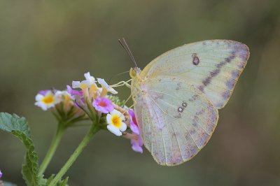 Large Orange Sulphur F