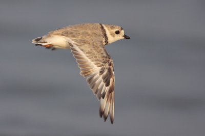 Piping Plover