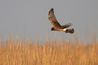 Northern Harrier