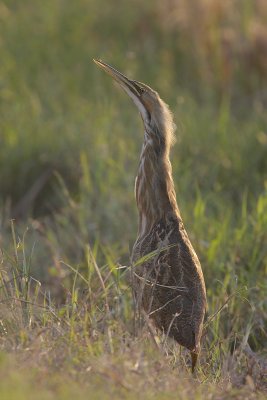 American Bittern