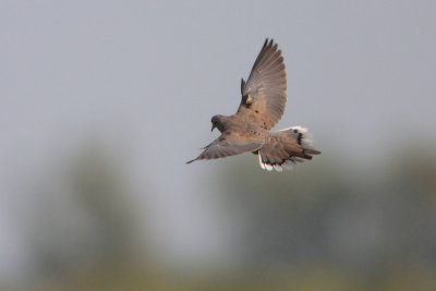 Mourning Dove