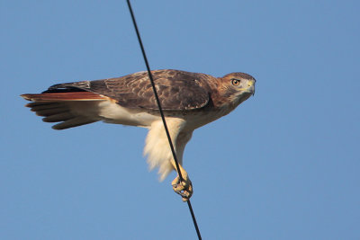 Red-tailed Hawk