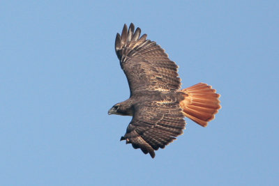 Red-tailed Hawk