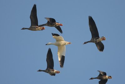 Greater White-fronted Goose and Snow Goose