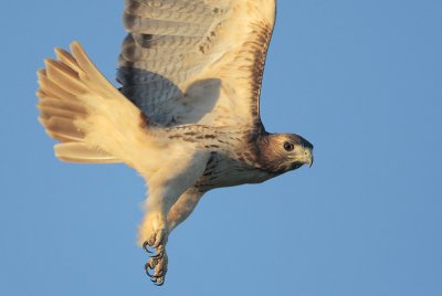 Red-tailed Hawk