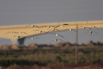 American Avocet