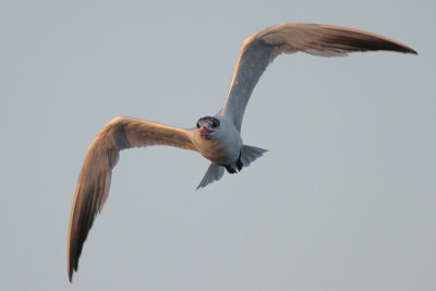 Caspian Tern