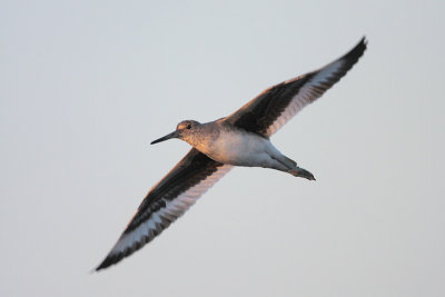 Willet