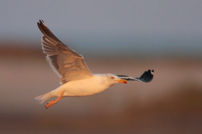 Lesser Black-backed Gull