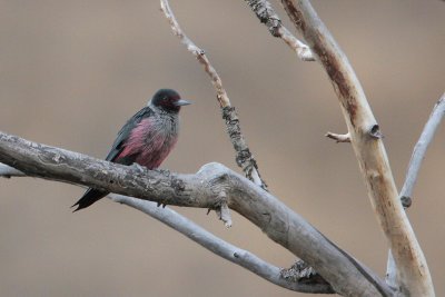 Lewis's Woodpecker