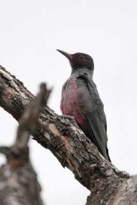 Lewis's Woodpecker