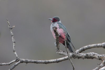 Lewis's Woodpecker