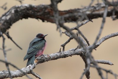 Lewis's Woodpecker