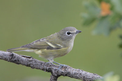 Cassin's Vireo