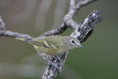 Cassin's Vireo