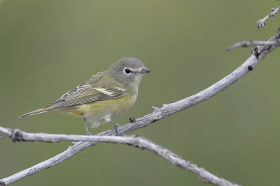 Cassin's Vireo