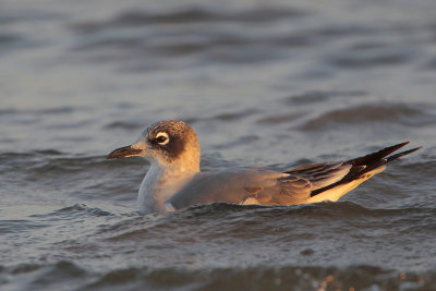 Franklin's Gull