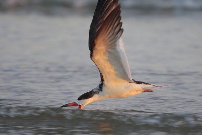 Black Skimmer