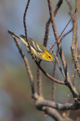 Black-throated Green Warbler