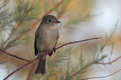 Least Flycatcher