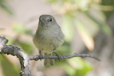 Hutton's Vireo