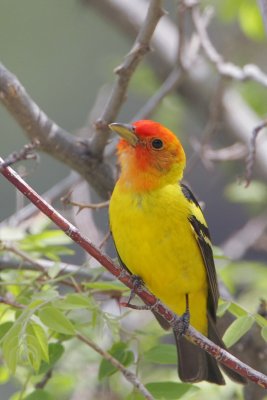 Western Tanager