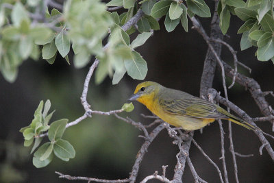 Hepatic Tanager