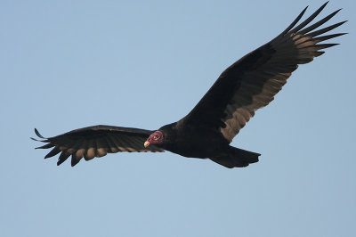 Turkey Vulture