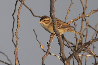 Clay-colored Sparrow