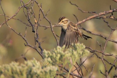 Clay-colored Sparrow