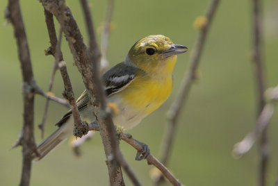 Yellow-throated Vireo