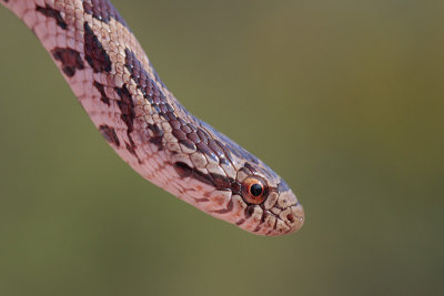 Prairie Kingsnake