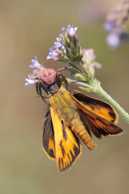 Fiery Skipper with spider attached